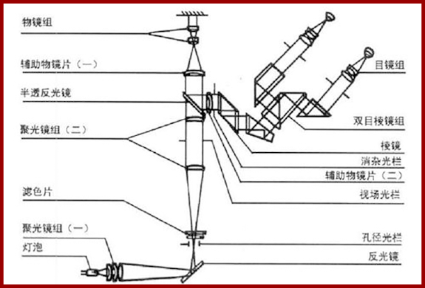 电子显微镜原理及用法